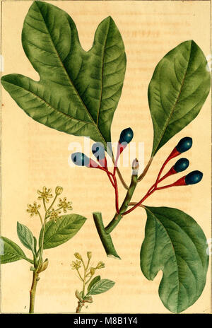 Histoire des arbres forestiers de l'Amérique septentrionale, authors principalement sous les rapports de leur usage dans les arts et de leur introduction dans le commerce (1812) (14761633716) Banque D'Images