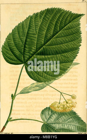 Cette œuvre de 1812, 'histoire des arbres forestiers de l'AmÃ©rique septentrionale', explore la foresterie de l'Amérique du Nord, en mettant l'accent sur l'utilisation des arbres dans les arts et leur commercialisation dans le commerce. Banque D'Images