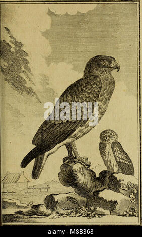 L'histoire naturelle des oiseaux (1770) est un ouvrage complet qui décrit diverses espèces d'oiseaux, en se concentrant sur leurs caractéristiques, habitats et comportements. Il comprend des illustrations détaillées pour aider à l'étude de l'ornithologie. Banque D'Images