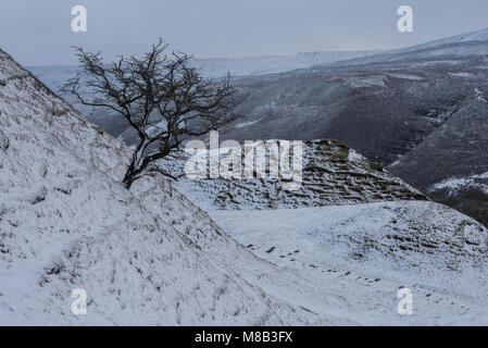 Arbre d'aubépine dans la vallée près de Woodlands Kinder Scout, Peak District Banque D'Images