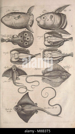 'Historiae naturalis de quadrupetibus libri' est un ouvrage détaillé couvrant l'histoire naturelle des quadrupèdes, des serpents, des insectes et des invertébrés aquatiques, avec des illustrations pour chaque espèce. Il fournit des informations précieuses sur l'étude de diverses classes d'animaux. Banque D'Images