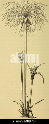 Die Pflanzen im alten Aegypten - ihre Heimat, Geschichte, Kultur und ihre mannigfache Verwendung im sozialen Leben in Kultus, Sitten, Gebräuchen, Medizin, Kunst (1897) (20318258923) Banque D'Images