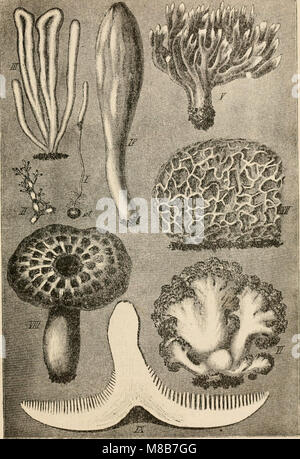 Die pilze dans morphologischer, physiologischer, biologischer und systematischer beziehung (1890) (20319081224) Banque D'Images