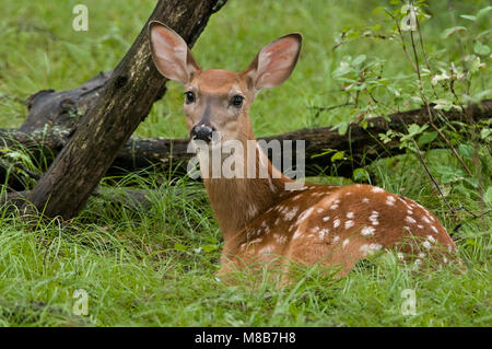 Le cerf de Virginie, (Odocoileus virginianus), fauve, le printemps, la forêt de feuillus E USA, par aller Moody/Dembinsky Assoc Photo Banque D'Images