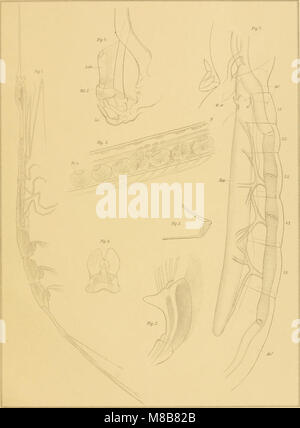 'Die Platysceliden' (1887) se concentre sur l'étude des coléoptères platyscélidés, détaillant leur classification, leur anatomie et leurs rôles écologiques. Ce travail est une contribution significative à l'entomologie et à la taxonomie des insectes. Banque D'Images