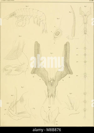 'Die Platysceliden' (1887) est un travail scientifique sur les Platyscelidae, une famille de vers plats. L'étude fournit des descriptions anatomiques détaillées et des classifications de ce groupe d'invertébrés marins, contribuant à la compréhension de leur biologie et de leur taxonomie. Banque D'Images