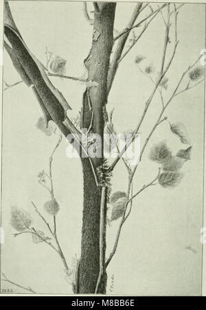 Champignons danois, représenté dans l'herbier de E. Rostrup (1913) (14781356922) Banque D'Images
