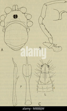 *Danmarks Fauna* (1907) est un guide illustré de la faune du Danemark, fournissant des descriptions détaillées des espèces animales du pays. Le travail se concentre sur les animaux indigènes, leurs habitats et leurs caractéristiques biologiques, offrant un aperçu de la faune danoise. Banque D'Images