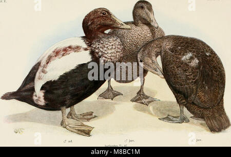 Dansk ornithologisk forenings tidsskrift (1907) (20844096341) Banque D'Images