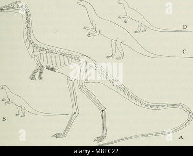 Le *Dansk Ornithologisk Forenings Tidsskrift* (1913) est une revue ornithologique danoise consacrée à l'étude des oiseaux au Danemark et dans les régions environnantes. Il comprend des recherches sur les espèces d'oiseaux, les modes de migration et les efforts de conservation de l'avifaune locale. Banque D'Images