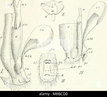 Cet ouvrage de 1904 présente une introduction à l'anatomie et à la classification des mammifères récents et fossiles, offrant un aperçu de la biologie et de la taxonomie des mammifères. Banque D'Images