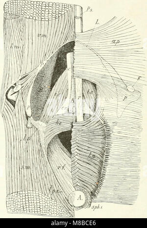 *Die SÃ¤ugetiere* (1904) présente l'anatomie et la systématique des mammifères vivants et disparus. Il couvre la classification des mammifères, leurs caractéristiques anatomiques et les archives fossiles. Banque D'Images