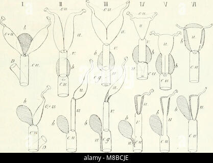 Die Säugetiere (1904) est un ouvrage complet sur l'anatomie et la classification des mammifères, vivants et éteints, offrant une introduction à la biologie, à l'évolution et aux archives fossiles des mammifères. Banque D'Images
