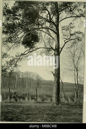 'DAS Leben der Pflanze' (1906) explore le cycle de vie et les processus physiologiques des plantes, discutant de sujets tels que la croissance, la reproduction et les fonctions des plantes dans un contexte scientifique. Banque D'Images