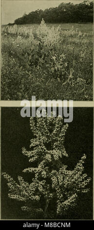 DAS Leben der Pflanze (1906) explore le cycle de vie des plantes, de la germination à la maturation, offrant un aperçu de la biologie végétale, des processus de croissance et des interactions environnementales. Banque D'Images