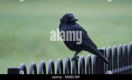 Noir corbeau perché sur un black metal park fence contre un champ d'herbe verte. Banque D'Images