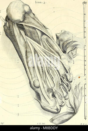 Davidis Cornelii de Courcelles, Med. Doct. Icones musculorum plantae pedis eorumque 1637-1710) (1739) (14596371460) Banque D'Images