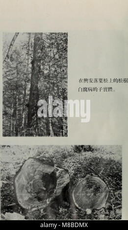Da xing ling un sen lin zi yuan diao cha bao gao (1954) (20841316065) Banque D'Images