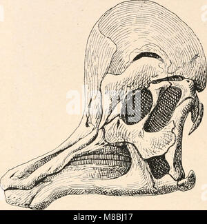 Die stämme der wirbeltiere (1919) (20326764613) Banque D'Images