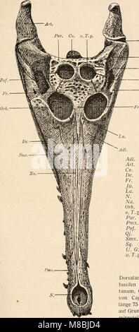 Die stämme der wirbeltiere (1919) (20947717565) Banque D'Images
