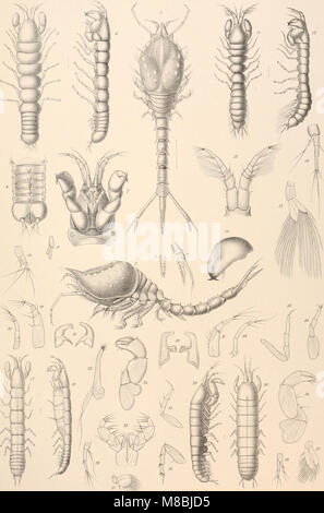 Den Norske Nordhavs-expedition, 1876-1878 (1880-1901) (20238211463) Banque D'Images