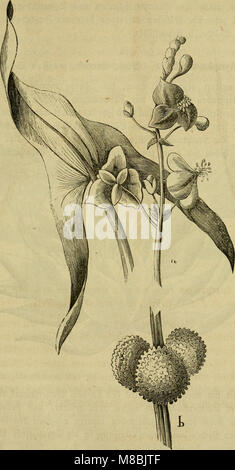 *Der FÃ¼hrer in die Pflanzenwelt* (le Guide du monde végétal, 1866) est un ouvrage de référence pour identifier les plantes sauvages en Allemagne. Il fournit des descriptions détaillées des espèces végétales, de leurs caractéristiques, de leurs habitats et de leurs utilisations, ce qui en fait une ressource essentielle pour les botanistes et les passionnés de nature. Banque D'Images