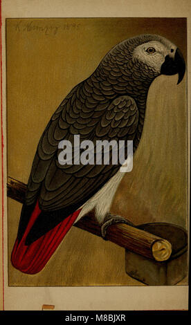 "Der Graupapagei. Seine Naturgeschichte' (1896) examine l'histoire naturelle du perroquet gris, en détaillant son anatomie, son comportement et son habitat. Le livre offre un aperçu complet du rôle écologique de cette espèce et de sa répartition. Banque D'Images