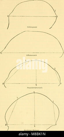 Der Mensch, sein ursprung und seine Entwicklung, dans gemeinverständlicher Darstellung (1911) (20676573839) Banque D'Images