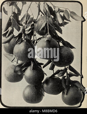 Catalogue descriptif - les fruits et les arbres forestiers, les vignes et les arbustes, palmiers et choix roses (1904) (20256029034) Banque D'Images