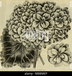 Catalogue descriptif - graines de plantes arbres. (1896) (20255778124) Banque D'Images