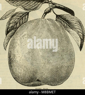 Catalogue descriptif - graines de plantes arbres. (1896) (20851807166) Banque D'Images