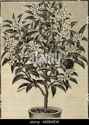 Catalogue descriptif - graines de plantes arbres. (1896) (20852121976) Banque D'Images