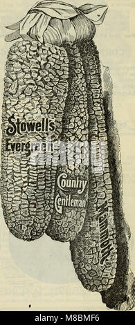 Catalogue descriptif du bois - graines de haute qualité et un guide pour la ferme et le jardin (1900) (20551823072) Banque D'Images