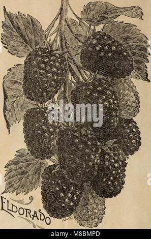 Catalogue descriptif de nouveau standard et variétés de fruits (1896) (20550134281)