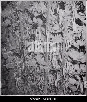 Le catalogue descriptif des légumes de 1947 fournit une liste complète des diverses espèces de légumes, de leurs caractéristiques et de leurs utilisations en agriculture et en horticulture. Banque D'Images