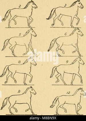 Zoopraxography descriptif, ou, la science de l'animal locomotion rendu populaire (1893) (20695680879) Banque D'Images