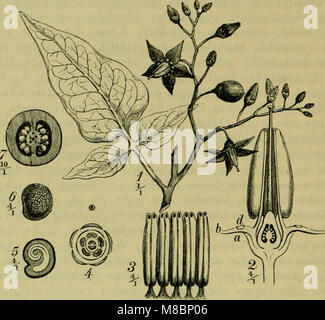 Deutsche de la flore. Pharmaceutisch-medicinische Botanik. Ein Grundriss der systematischen Botanik zum Selbststudium für Aerzte, Apotheker und Botaniker (1883) (20698725198). Banque D'Images