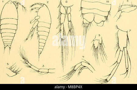L'expédition Deutsche SÃ¼dpolar (1901-1903), commandée par le ministère allemand de l'intérieur, documente l'expédition allemande en Antarctique, fournissant des observations scientifiques et des découvertes géographiques. Banque D'Images