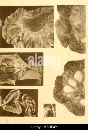 L'expédition Deutsche SÃ¼dpolar (1901-1903), commandée par le Reichsamt des Innern, était une expédition scientifique allemande en Antarctique. Le rapport détaille l'exploration de la région du pôle Sud, y compris des relevés géographiques, des études météorologiques et des découvertes scientifiques. Banque D'Images