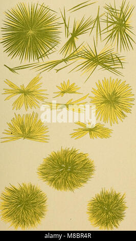 Ce manuel de 1909 fournit une couverture complète des méthodes de diagnostic utilisées en médecine, y compris les techniques chimiques, bactériologiques et microscopiques. Il sert de guide pour les étudiants et les praticiens médicaux dans la compréhension des procédures de diagnostic. Banque D'Images