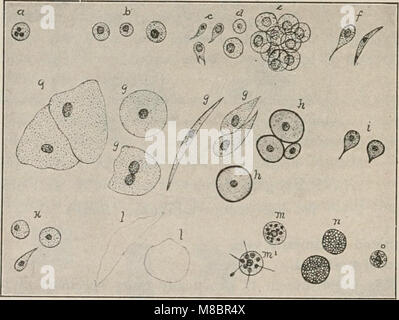 Un manuel complet de 1914 décrivant les diverses méthodes de diagnostic utilisées en chimie, bactériologie et microscopie pour les étudiants et les professionnels de la médecine. Il couvre les principes, les techniques et les applications pour un diagnostic précis en sciences de la santé. Banque D'Images