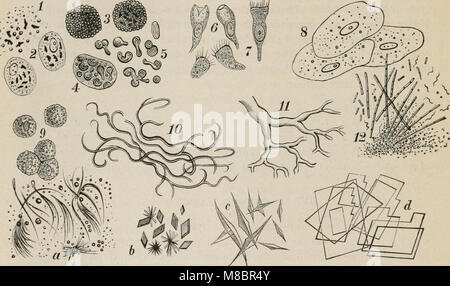 Ce manuel de 1914 fournit des explications détaillées sur les méthodes diagnostiques en techniques chimiques, bactériologiques et microscopiques, destinées aux étudiants et aux praticiens dans les domaines médicaux. Il couvre les principes, les outils et les processus utilisés pour le diagnostic en laboratoire, en se concentrant sur la précision et les applications pratiques. Banque D'Images