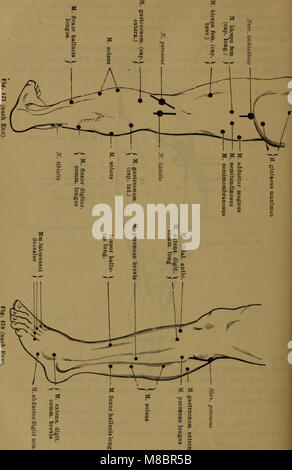 Diagnostik der inneren Frauenspezifische auf Grund der heutigen Untersuchungsmethoden - ein Lehrbuch für Studierende und Aerzte (1901) (14755373384) Banque D'Images