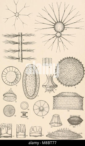 Diatomaceae de l'Amérique du Nord, illustré de vingt-trois cents figures de l'auteur sur les dessins de cent douze plaques (1890) (20895904715) Banque D'Images