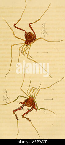 Die Arachniden. Getreu nach der Natur und beschrieben abgebildet (1831) (14777388611) Banque D'Images