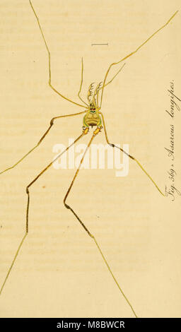 Die Arachniden. Getreu nach der Natur und beschrieben abgebildet (1831) (14780570005) Banque D'Images