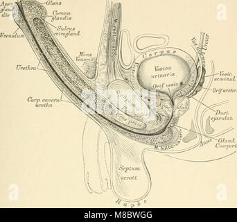 'Die descriptive und topographische anatomie des Menschen' (anatomie descriptive et topographique de l'homme) est un travail anatomique de 1896 axé sur la structure et la fonction du corps humain. Il fournit des descriptions détaillées de l'anatomie humaine, y compris les caractéristiques de surface et internes. Banque D'Images