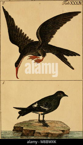 GemeinnÃ¼tzige Naturgeschichte Deutschlands (1809) est un manuel sur l'histoire naturelle de l'Allemagne, couvrant les trois royaumes de la nature, destiné aux forestiers, aux enseignants et aux économistes. Banque D'Images