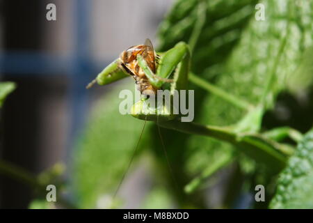 Une Mante religieuse verte se nourrissant d'une abeille Banque D'Images