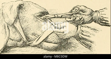 Le livre « maladies du chien et leur traitement » (1911) fournit des informations détaillées sur les problèmes de santé courants affectant les chiens, y compris les symptômes, les causes et les traitements. Il sert de guide complet pour les vétérinaires et les propriétaires de chiens. Banque D'Images